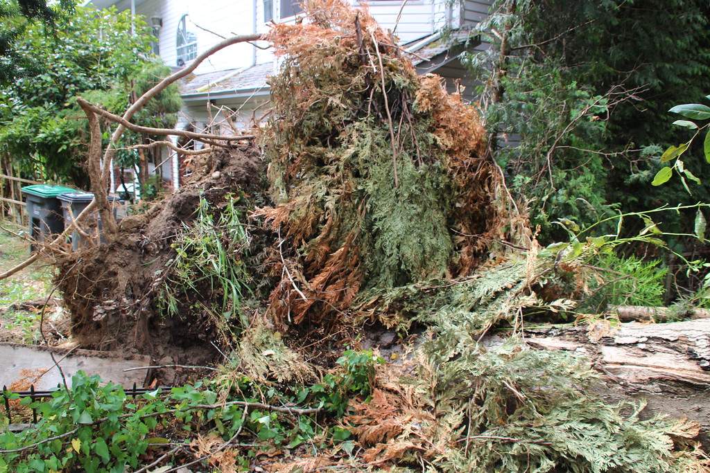 PHOTOS: Largest South Coast storm in a decade causes mass power outages - image