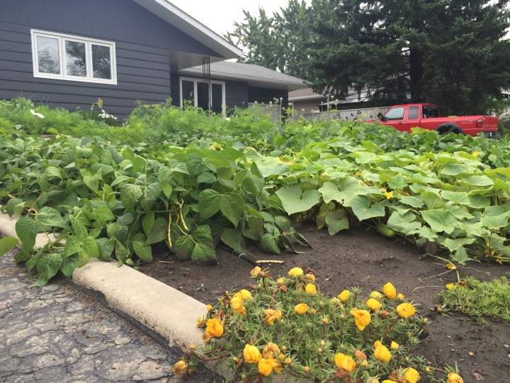 Reinventing the traditional front yard lawn - image