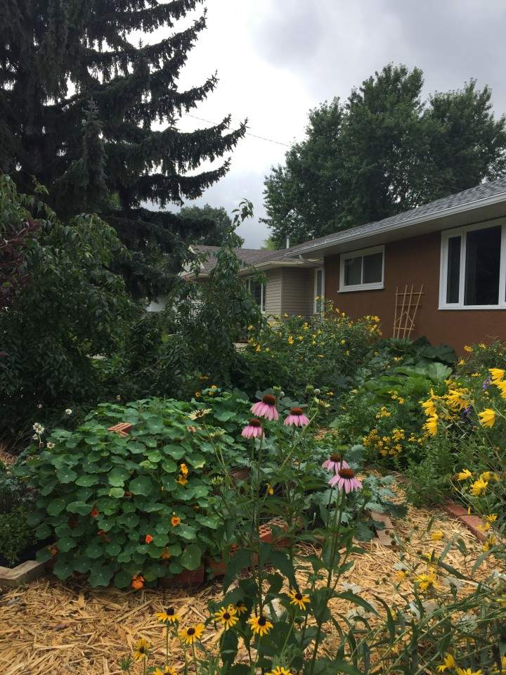 Reinventing the traditional front yard lawn - image