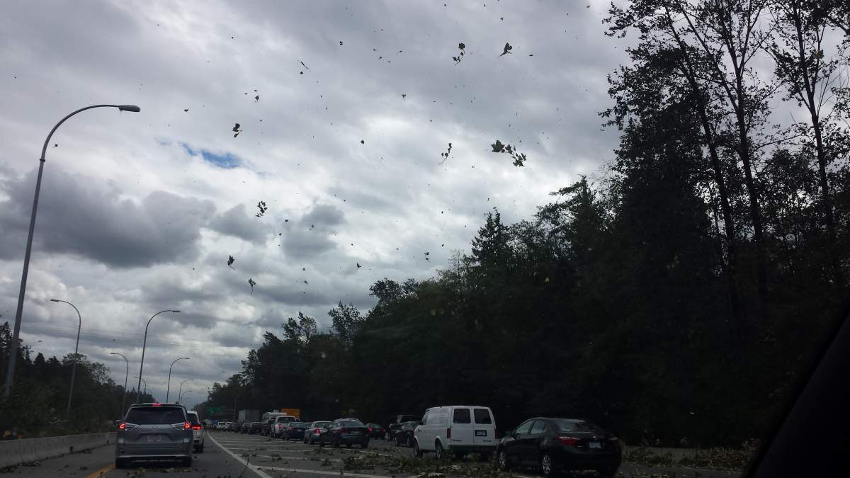PHOTOS: Largest South Coast storm in a decade causes mass power outages - image