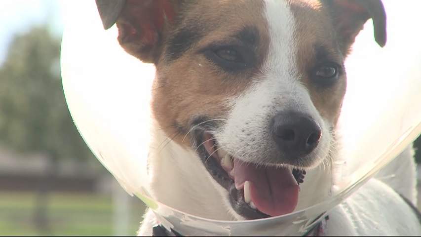 A man suspected of raising dogs for sale has been charged with defrauding numerous vet hospitals.