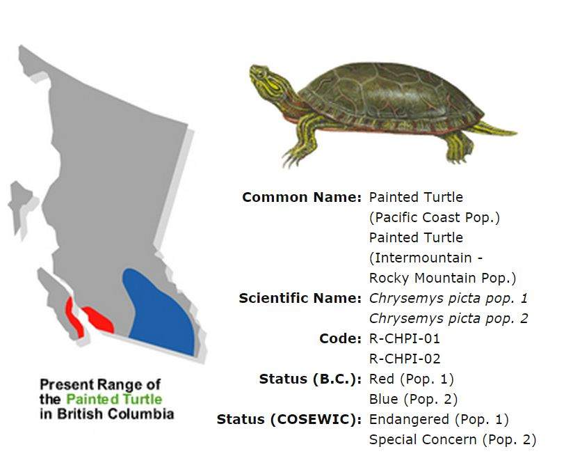 The Western Painted Turtle is indigenous to the Okanagan and is listed as ‘at-risk.’ The reptile’s threat is heightened when people release red-eared slider turtles and other non-native species into local wetlands. READ MORE: Did you know: These 5 species could one day disappear from across Canada