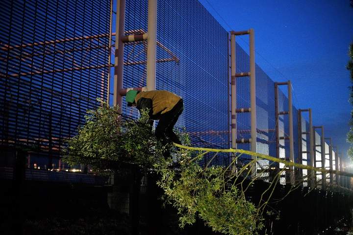 A migrant uses a tree to cross a fence as he attempts to access the Channel Tunnel, in Calais, northern France, Thursday, July 30, 2015.