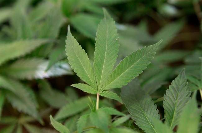Tweed Marijuana, the largest licenced producer of marijuana in Canada, reported a net profit in the latest quarter.