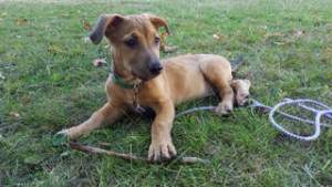 Odin is one of the puppies available for a playdate. All puppies are eligible for adoption.