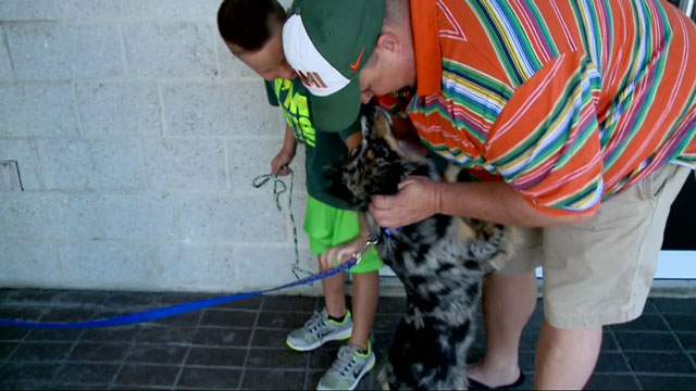 Lost puppy travels 900 miles from Texas to Florida - image