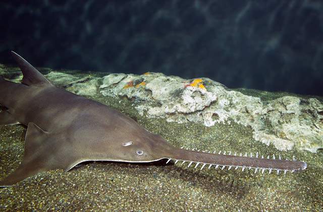 Courtesy: National Aquarium