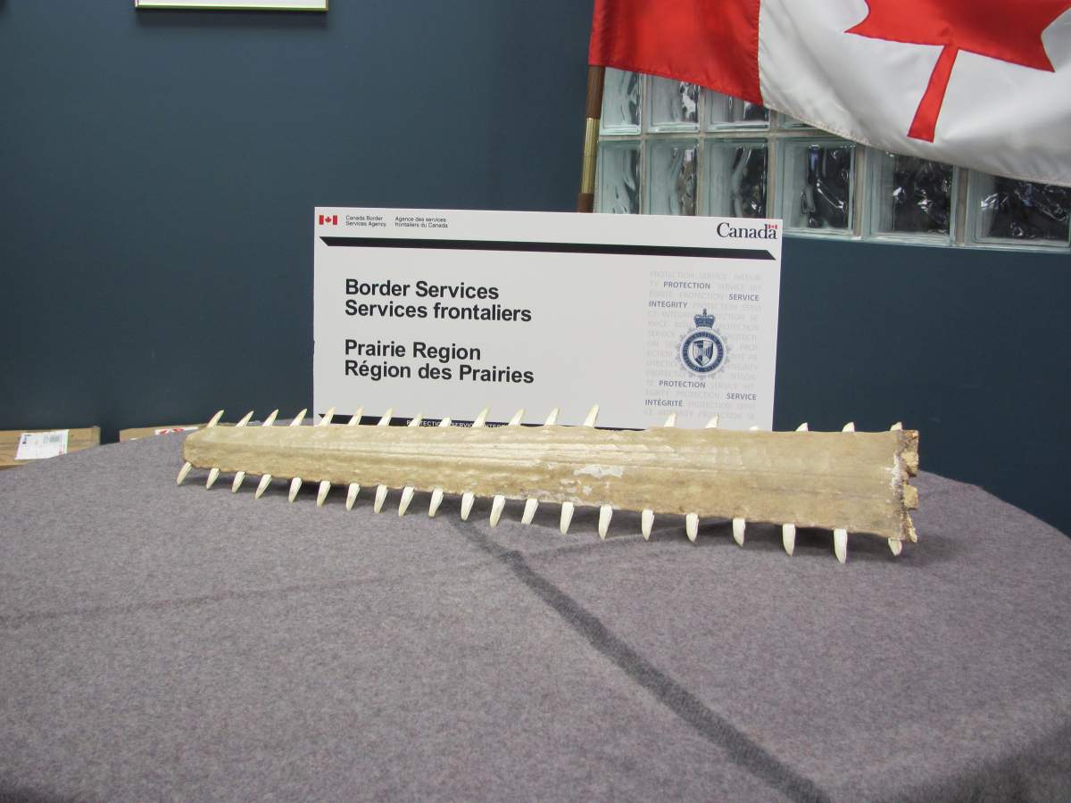 Sask. man brings home snout of endangered species - image