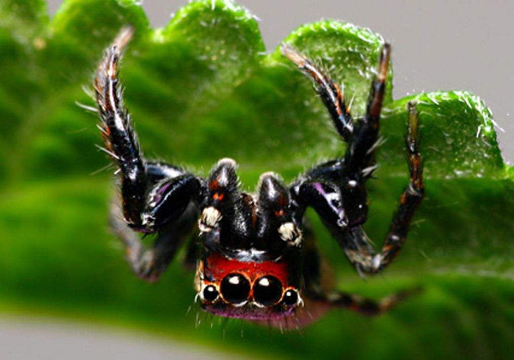 vampire spiders and malaria