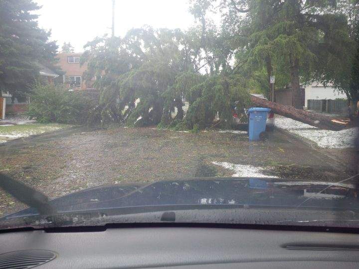 Tree down