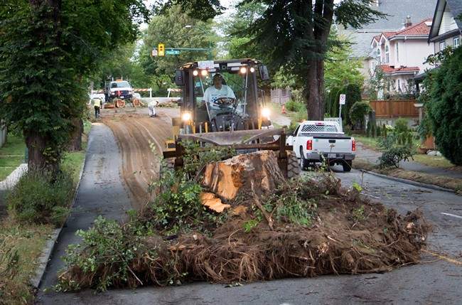Leftover wood from Metro Vancouver windstorm to be chipped and recycled, some available to public - image