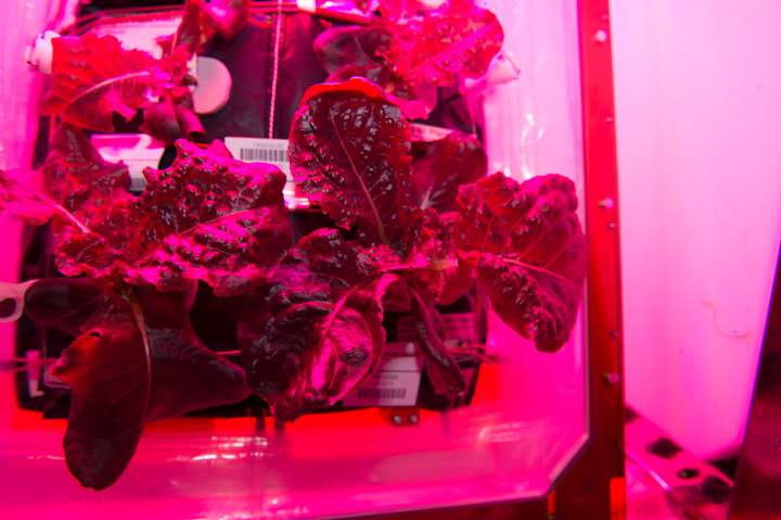 Salad anyone? Seen here is the “Outredgeous” red romaine lettuce from the Veggie plant growth system on board the International Space Station.