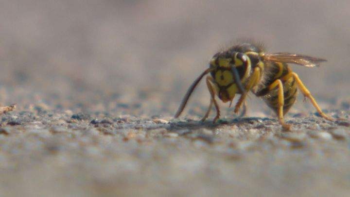 Wasp