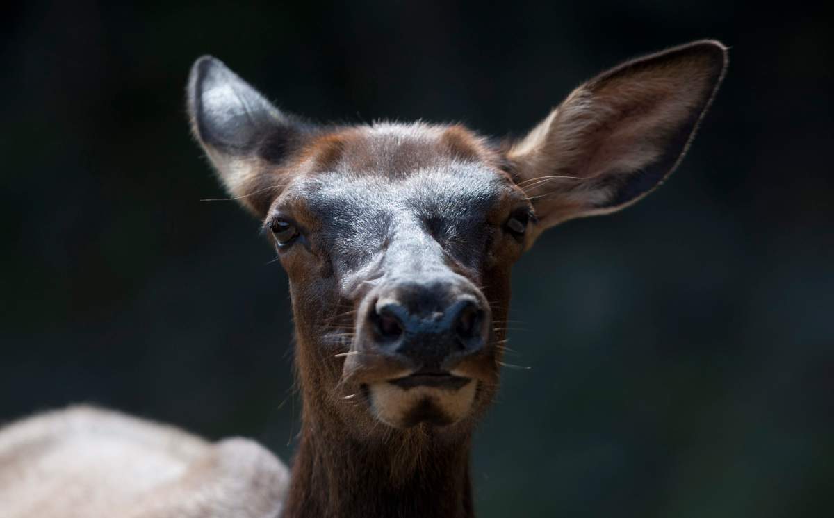 A Saskatchewan man has been fined more than $5,000 for elk-hunting infractions in the Kipling area.