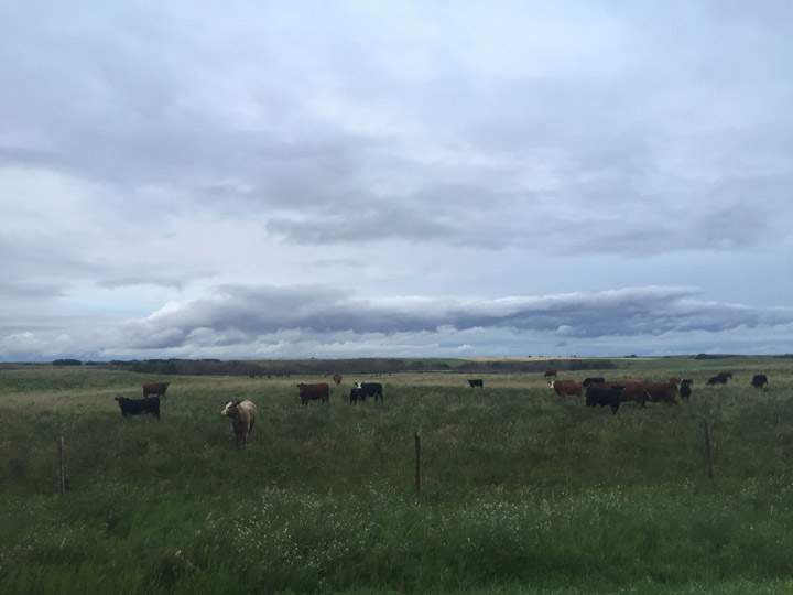 Sept. 4: Jesper Krogsgaard snapped this Your Saskatchewan photo near Biggar.