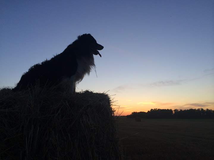 Sept. 15: Jane Davis took this Your Saskatchewan photo at Glaslyn.