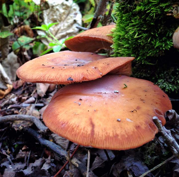 Sept. 24: This Your Saskatchewan photo of fungi near Wakaw was taken by Trudy Tarasoff.