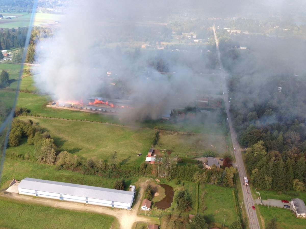 Fire destroys Abbotsford chicken barns - image