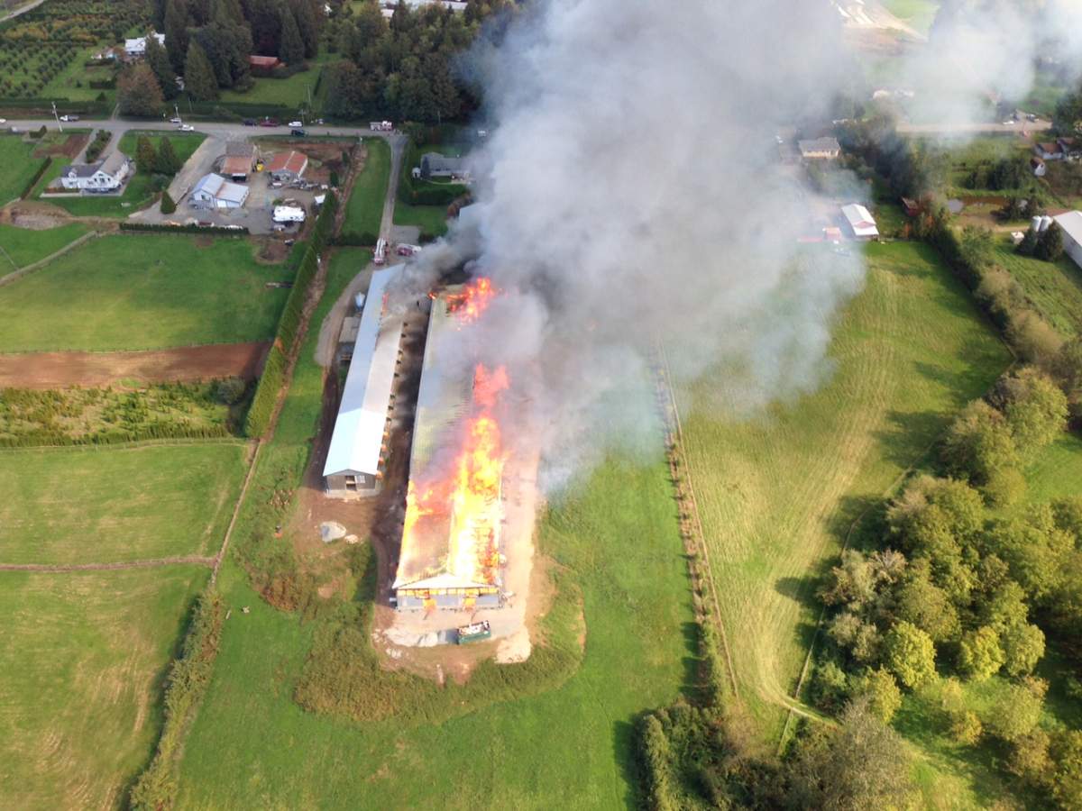Fire destroys Abbotsford chicken barns - image