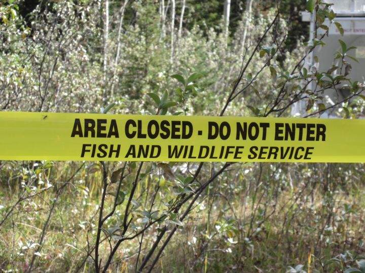 Bear sightings Alberta