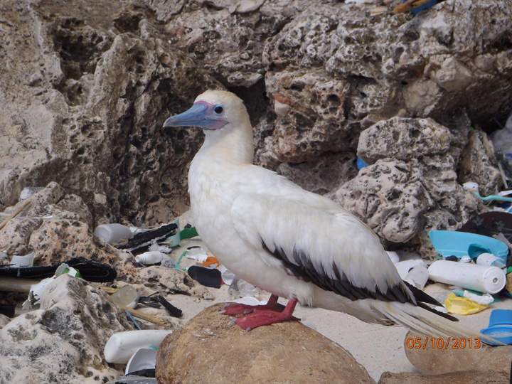 A red-footed booby sits among plastic pollution on Christmas Island.
