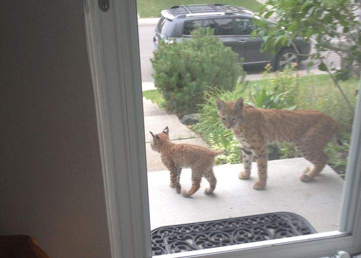 Bobcat Calgary August 2015
