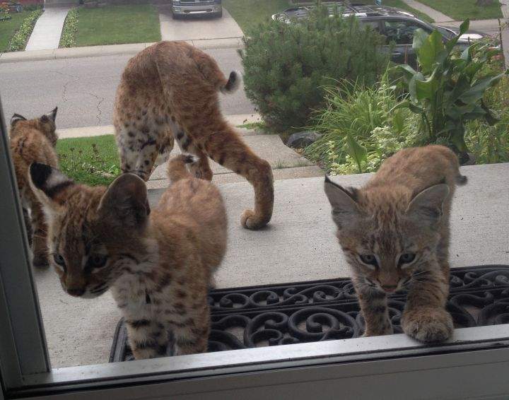 Bobcat Calgary August 2015