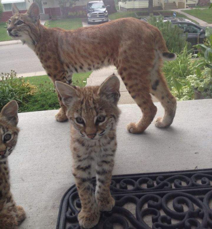 Bobcat Calgary August 2015