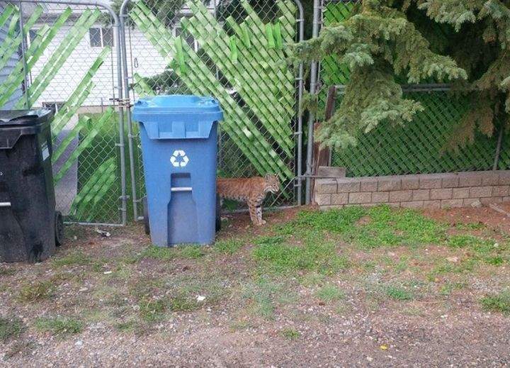 Bobcat Calgary