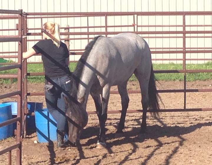 Cavalia Odysseo Winnipeg Manitoba