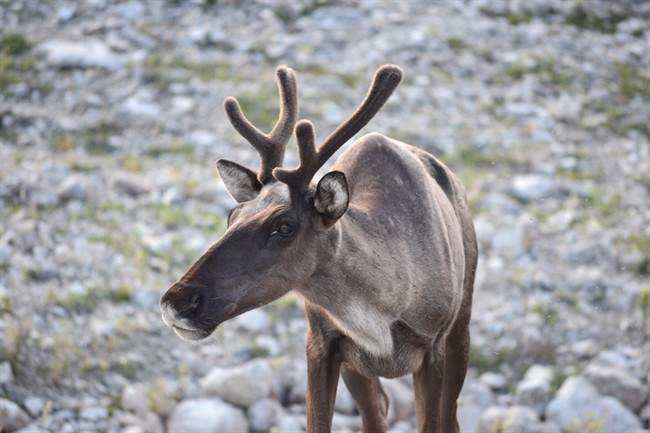 A Woodland caribou is shown in a British Columbia government handout photo.