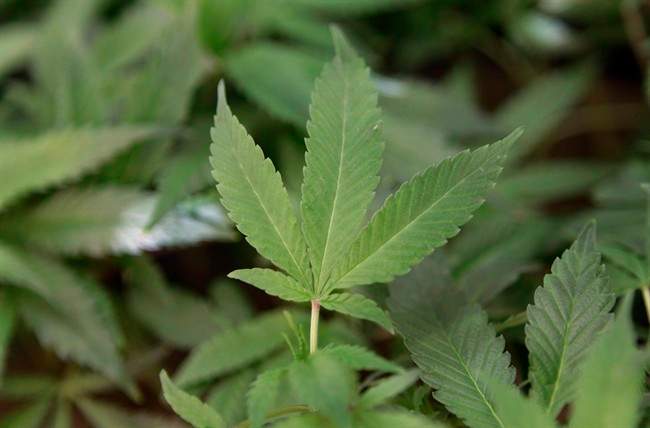 The leaders' stances on marijuana were hot topics on Twitter during the #elxn42party.