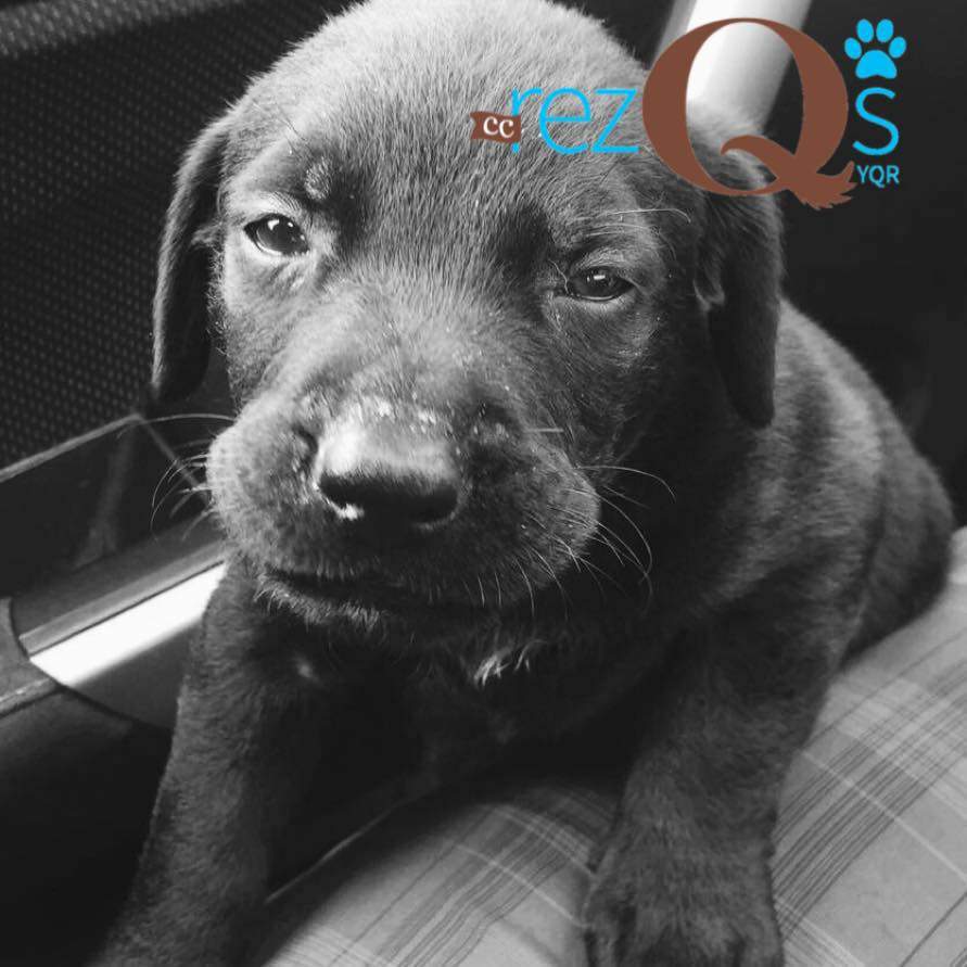CC RezQs Regina has been rescuing dogs from Saskatchewan reserves for the past year. 
