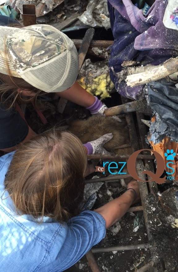 Rescue group saving dogs from cull near Regina - image