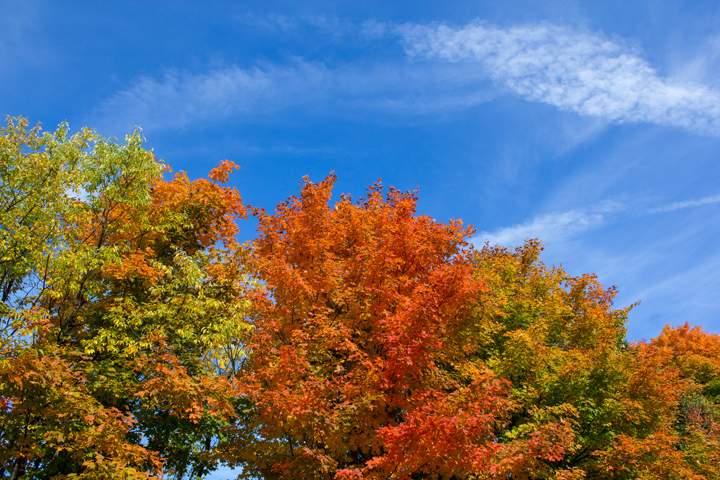 Southern Ontario is one of the best places to witness the colours of fall.