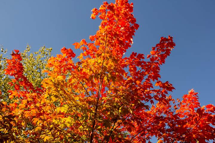 Fall leaves .