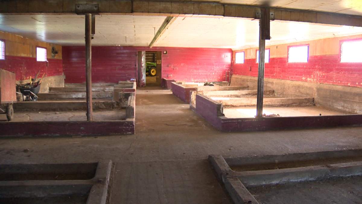 The Neill’s cattle barn. Kevin Godwin/Global News