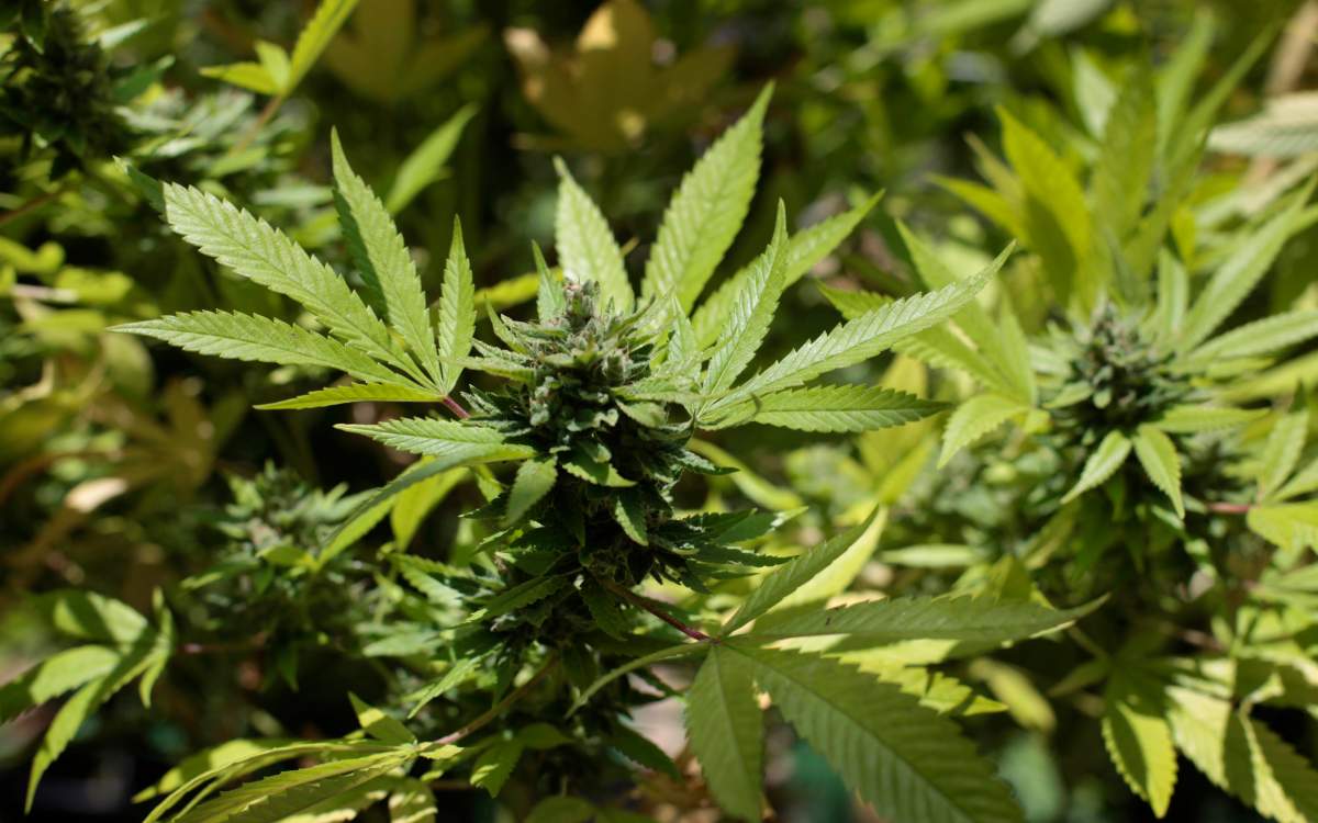 Health Canada warns Vancouver pot dispensaries - image