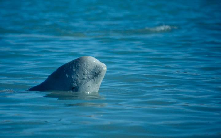 Young Beluga whale, Delphinapterus leucas, looking out of the water at Cunningham Inlet on Somerset Island, Nunavut. 