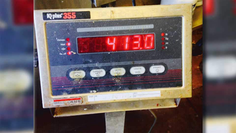 Joel Smith, 33, took the 413 pound Marlin to Point Loma Seafoods to have it weighed and smoked.