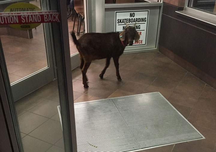 Saskatchewan RCMP released this photo of a goat found at a Tim Hortons in Martensville.