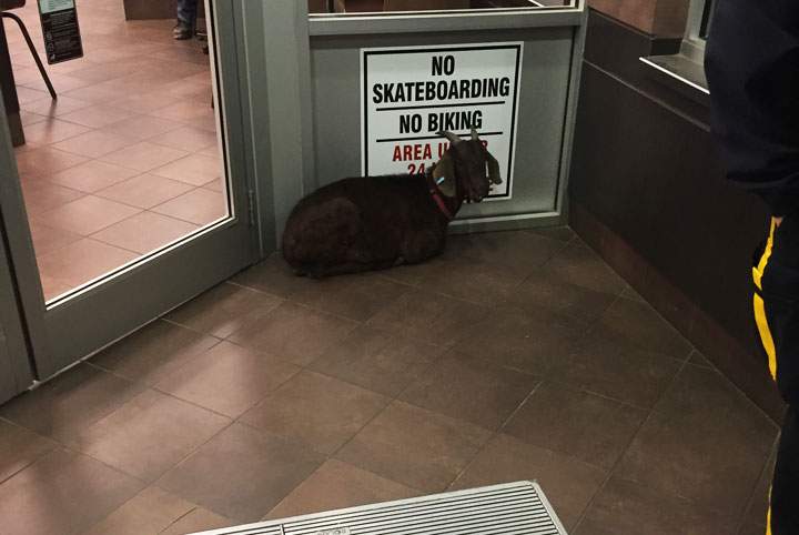 Saskatchewan RCMP released this photo of a goat found at a Tim Hortons in Martensville.