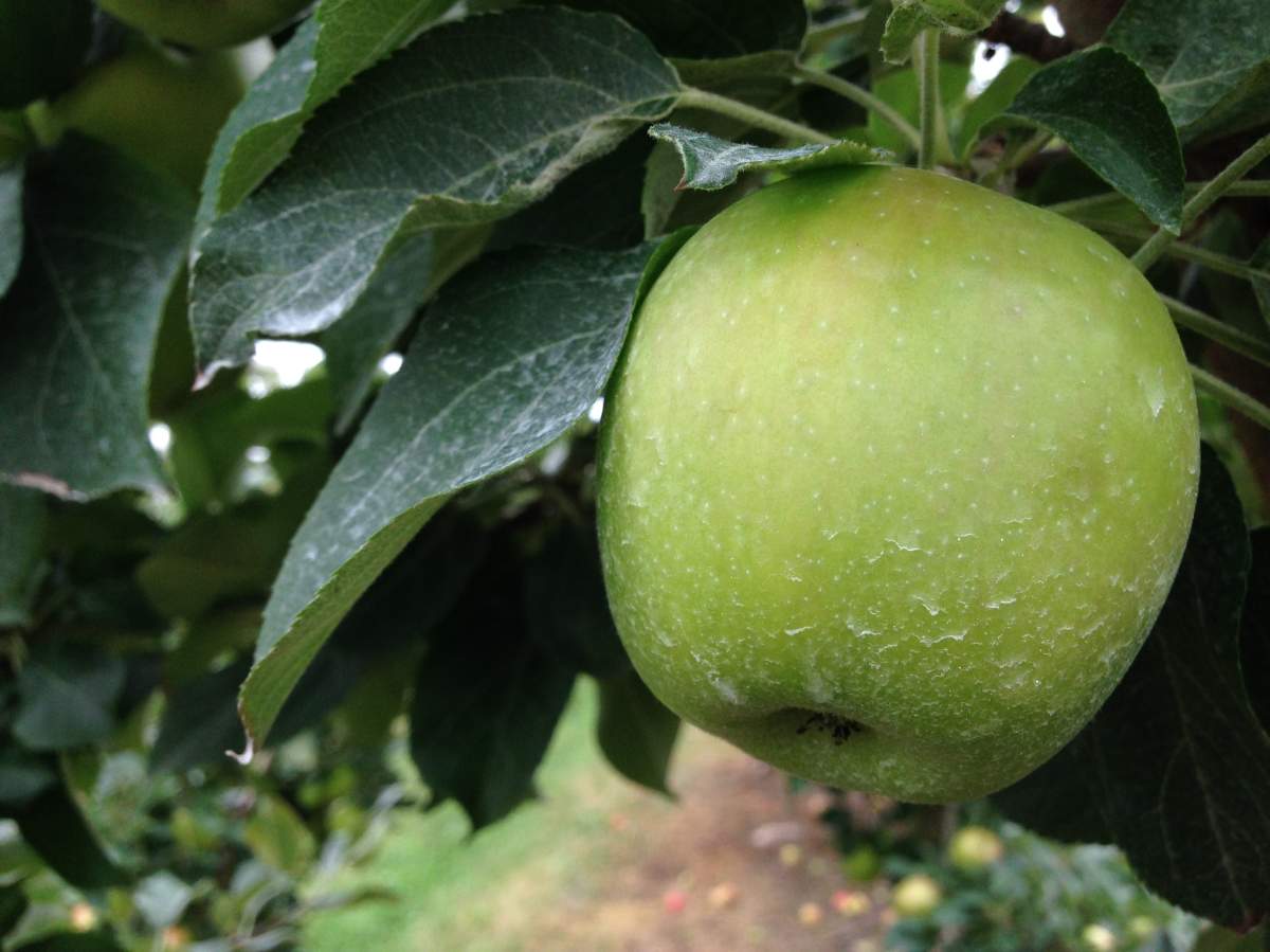 Farmers say they haven’t had many problems with their crops this year.