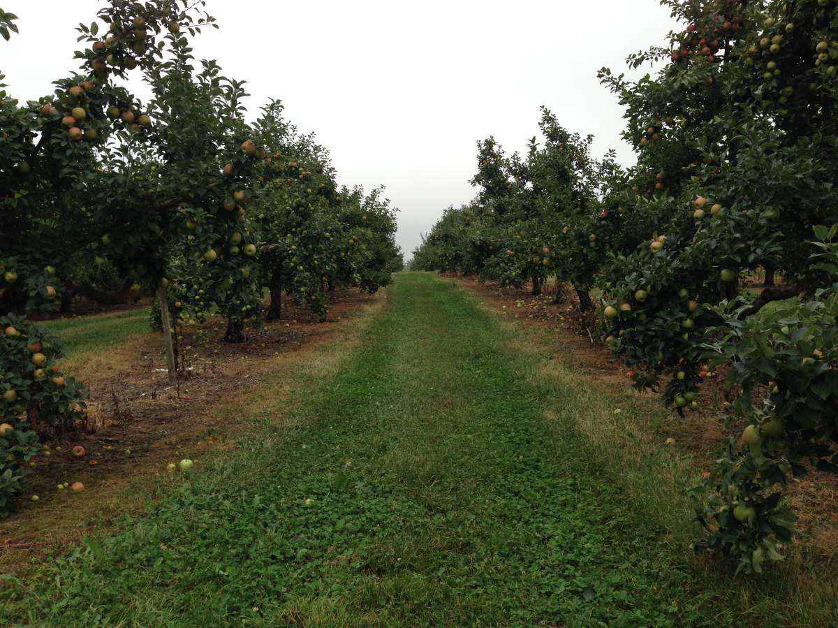 Due to last year’s fire blight, there are less apple trees in the province.