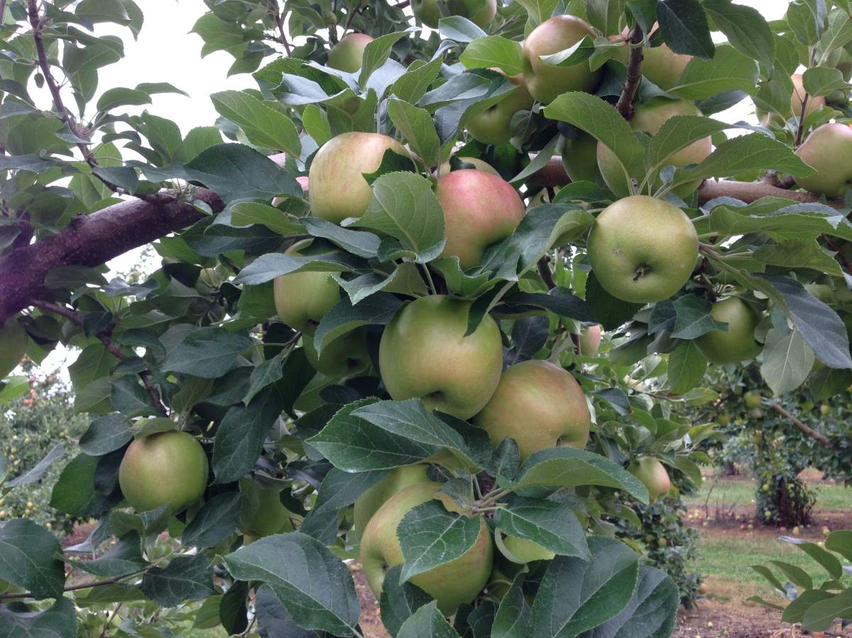 Farmers will begin to harvest their crops over the next weeks.