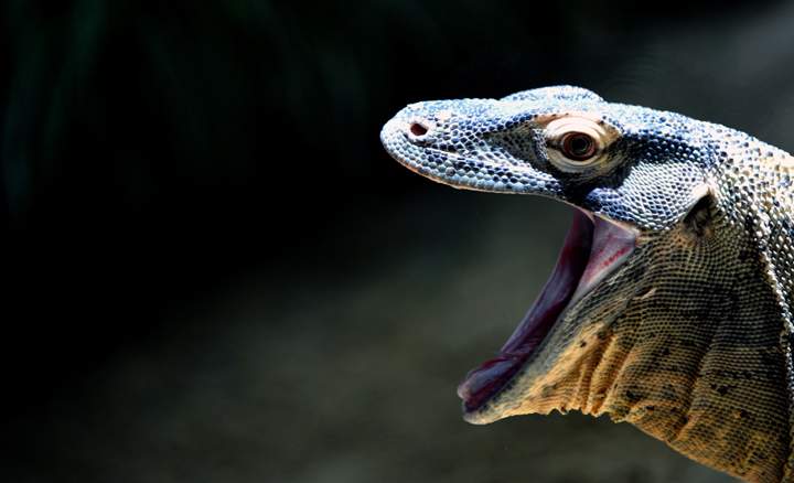 Giant lizards, perhaps similar to a Komodo dragon seen here, once roamed around with humans about 50,000 years ago.