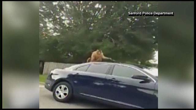 Monkey escapes cage, runs wild in Florida neighbourhood - image