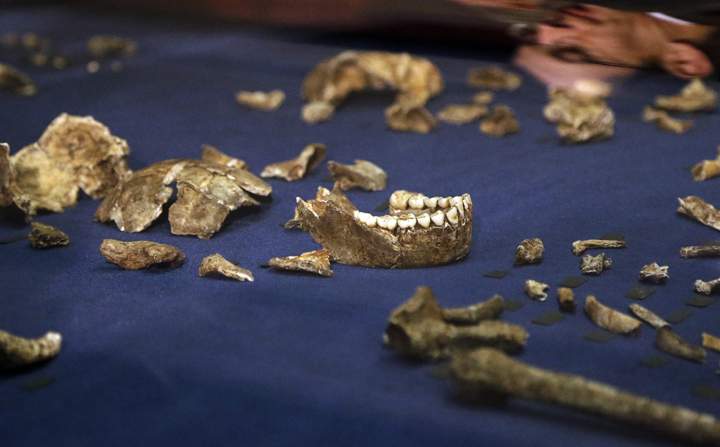 Fragments of bone are arranged with skeletal parts of Homo naledi, with hundreds of other fossil elements during the announcement of a new human ancestor made in Magaliesburg, South Africa, Thursday, Sept. 10, 2015.