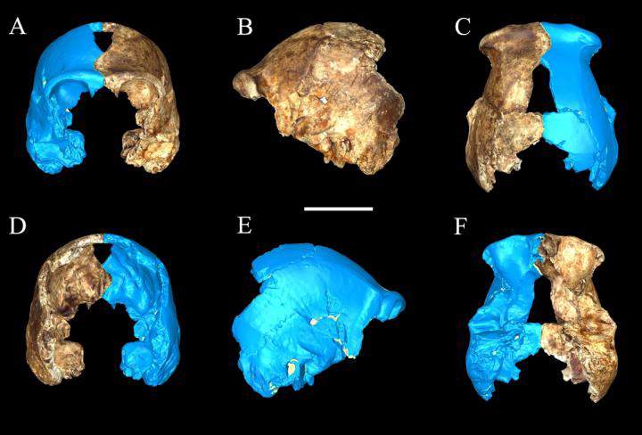 Bone fragments (with completed computer illustration) of a Homo neladi, a new species of hominin discovered in South Africa.