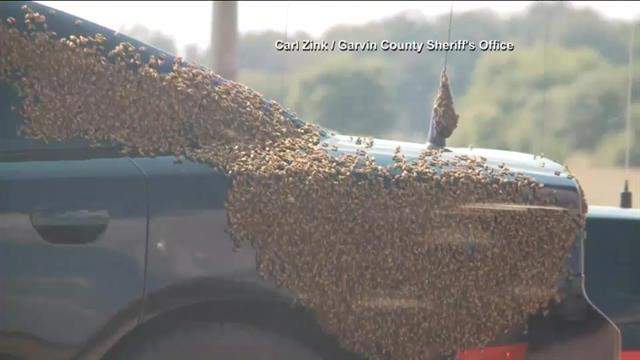 WATCH: Massive swarm of bees traps Oklahoma police officer in squad car - image